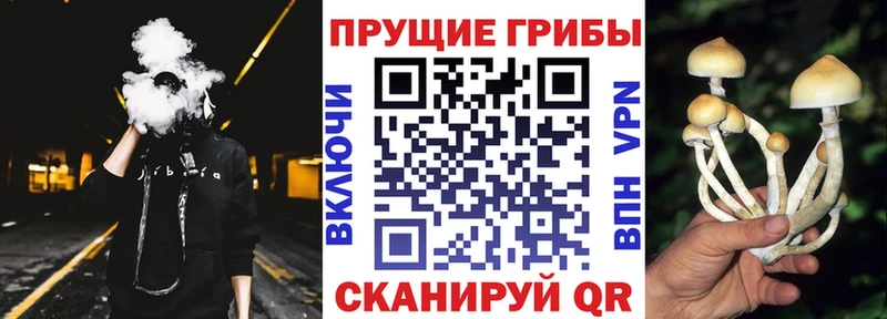 Галлюциногенные грибы Cubensis Зубцов